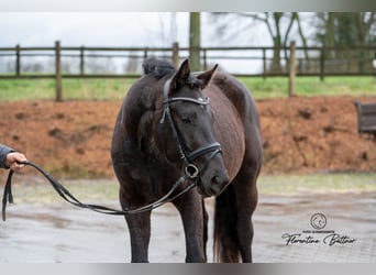 Trakehner, Gelding, 3 years, 15,2 hh, Smoky-Black