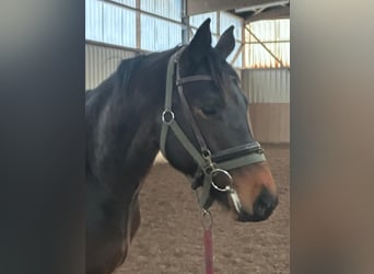 Trakehner, Gelding, 3 years, 15,3 hh, Brown