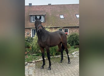 Trakehner, Gelding, 3 years, 15,3 hh, Brown