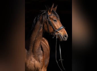 Trakehner, Gelding, 3 years, 16.1 hh, Brown
