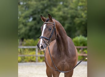 Trakehner, Gelding, 3 years, 16.1 hh, Brown