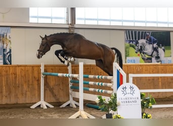 Trakehner, Gelding, 3 years, 16.1 hh, Brown