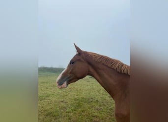 Trakehner, Gelding, 3 years, 16,1 hh, Chestnut-Red