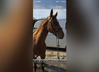 Trakehner, Gelding, 3 years, 16,1 hh, Chestnut-Red