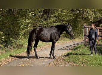 Trakehner, Gelding, 3 years, 16.1 hh, Smoky-Black