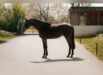 Trakehner, Gelding, 3 years, 16.1 hh, Smoky-Black