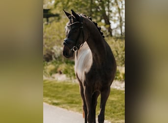 Trakehner, Gelding, 3 years, 16.1 hh, Smoky-Black