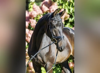 Trakehner, Gelding, 3 years, 16.2 hh, Bay-Dark