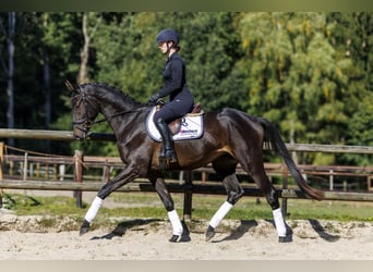 Trakehner, Gelding, 3 years, 16.2 hh, Bay-Dark