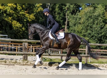 Trakehner, Gelding, 3 years, 16.2 hh, Bay-Dark