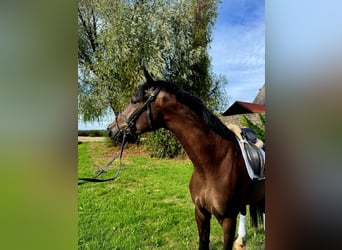 Trakehner, Gelding, 3 years, 16.2 hh, Bay-Dark