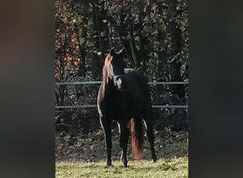 Trakehner, Gelding, 3 years, 16,2 hh, Black