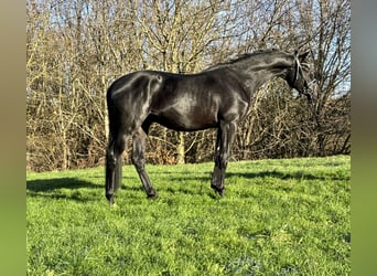 Trakehner, Gelding, 3 years, 16,2 hh, Black