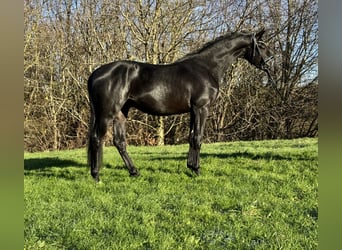 Trakehner, Gelding, 3 years, 16,2 hh, Black