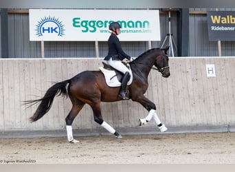 Trakehner, Gelding, 3 years, 16.2 hh, Brown