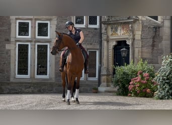 Trakehner, Gelding, 3 years, 16.2 hh, Brown