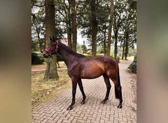 Trakehner, Gelding, 3 years, 16.2 hh, Brown