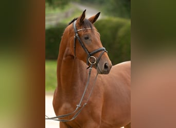 Trakehner, Gelding, 3 years, 16,2 hh, Brown