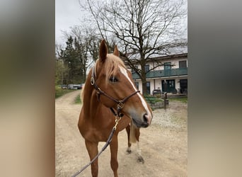 Trakehner, Gelding, 3 years, 16.2 hh, Chestnut-Red