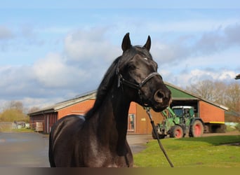 Trakehner, Gelding, 3 years, 16 hh, Black