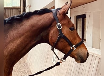 Trakehner, Gelding, 3 years, 16 hh, Brown