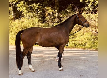 Trakehner, Gelding, 3 years, 16 hh, Brown