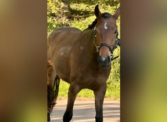Trakehner, Gelding, 3 years, 16 hh, Brown
