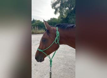 Trakehner, Gelding, 3 years, 16 hh, Brown
