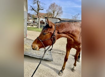 Trakehner, Gelding, 3 years, 16 hh, Brown