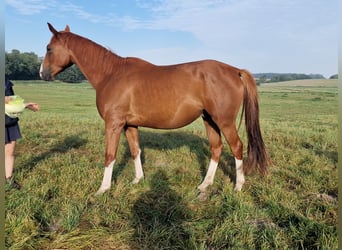 Trakehner, Gelding, 3 years, 16 hh, Chestnut-Red