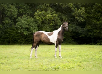 Trakehner, Gelding, 3 years, 16 hh, Pinto