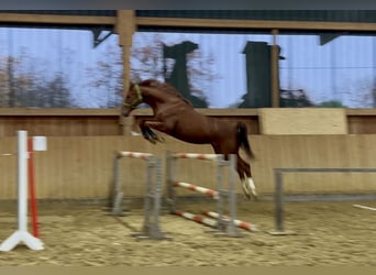 Trakehner, Gelding, 3 years, 16,1 hh, Chestnut-Red