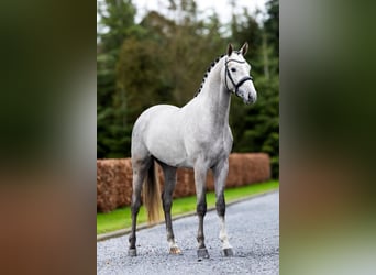 Trakehner, Gelding, 3 years, 16,1 hh, Gray