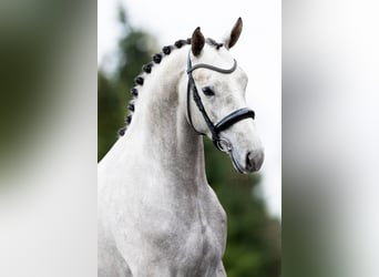 Trakehner, Gelding, 3 years, 16,1 hh, Gray