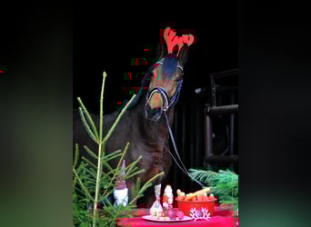 Trakehner, Gelding, 3 years, 16,2 hh, Brown