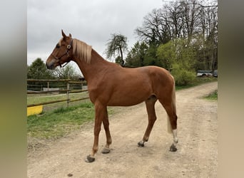 Trakehner, Gelding, 3 years, 16,2 hh, Chestnut-Red