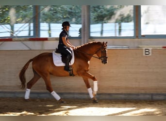 Trakehner, Gelding, 3 years, 16,2 hh, Chestnut-Red