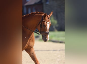 Trakehner, Gelding, 3 years, 16,2 hh, Chestnut-Red