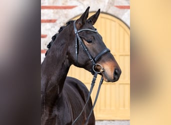 Trakehner, Gelding, 3 years, 16,2 hh, Smoky-Black