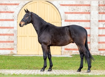 Trakehner, Gelding, 3 years, 16,2 hh, Smoky-Black