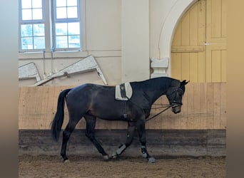 Trakehner, Gelding, 3 years, 16,2 hh, Smoky-Black