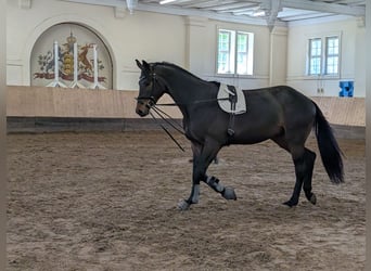 Trakehner, Gelding, 3 years, 16,2 hh, Smoky-Black