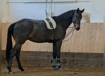 Trakehner, Gelding, 3 years, 16,2 hh, Smoky-Black