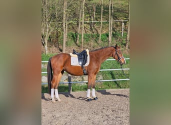 Trakehner, Gelding, 3 years, 17 hh, Brown