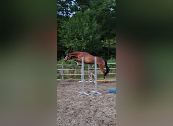 Trakehner, Gelding, 3 years, 17 hh, Brown