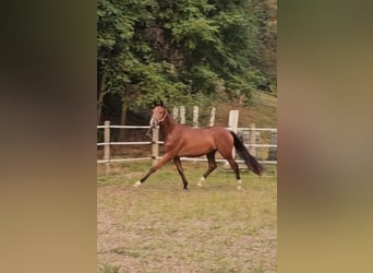 Trakehner, Gelding, 3 years, 17 hh, Brown