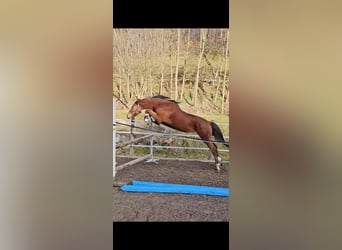 Trakehner, Gelding, 3 years, 17 hh, Brown