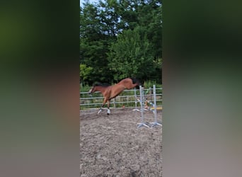 Trakehner, Gelding, 3 years, 17 hh, Brown