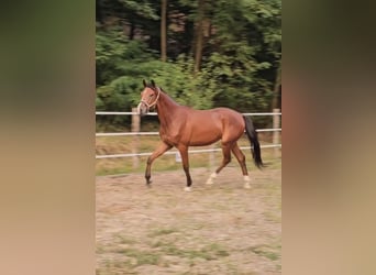 Trakehner, Gelding, 3 years, 17 hh, Brown
