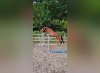 Trakehner, Gelding, 3 years, 17 hh, Brown